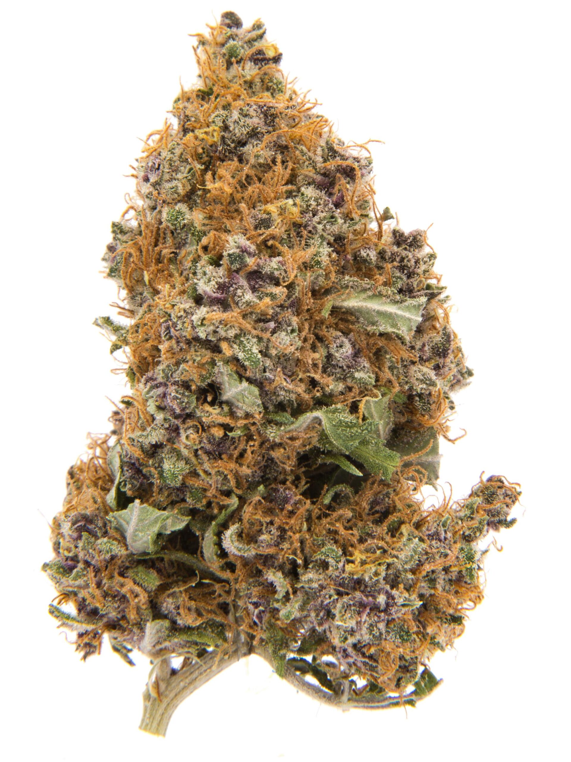 Premium Purple Haze Strain